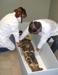 Brigitte Diepold (Restauratorin) und Thomas Beckh (wissenschaftliche Hilfskraft) betten die Mumie in einen Spezialkarton.